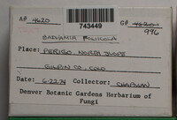 Badhamia foliicola image